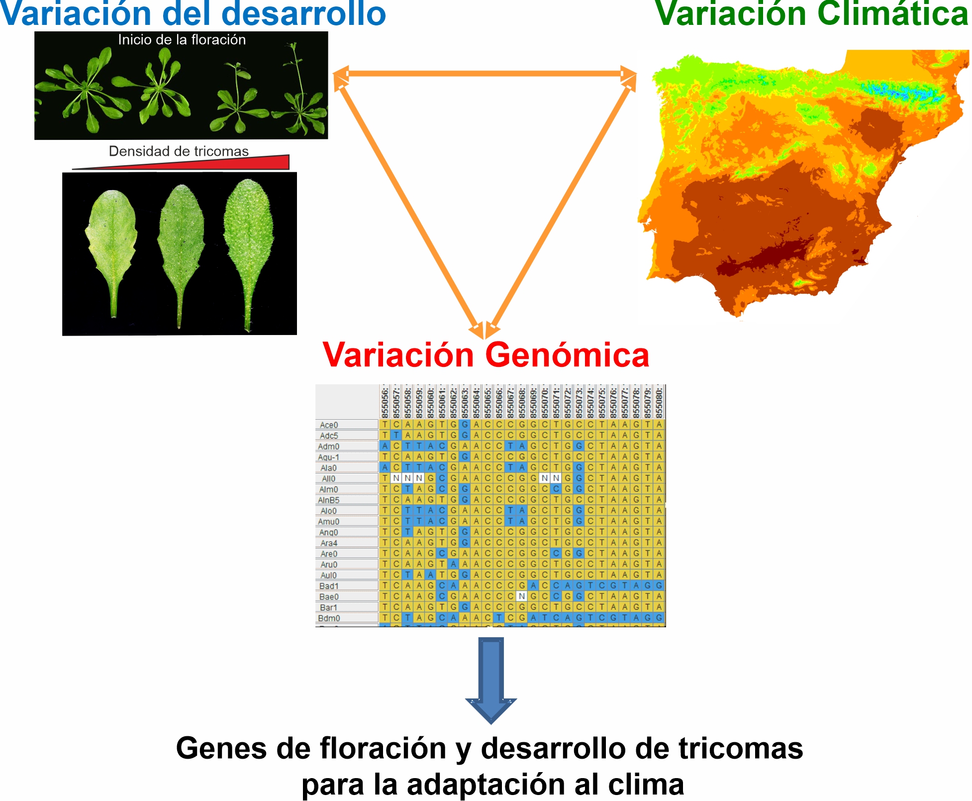  Diagrama general del proyecto.