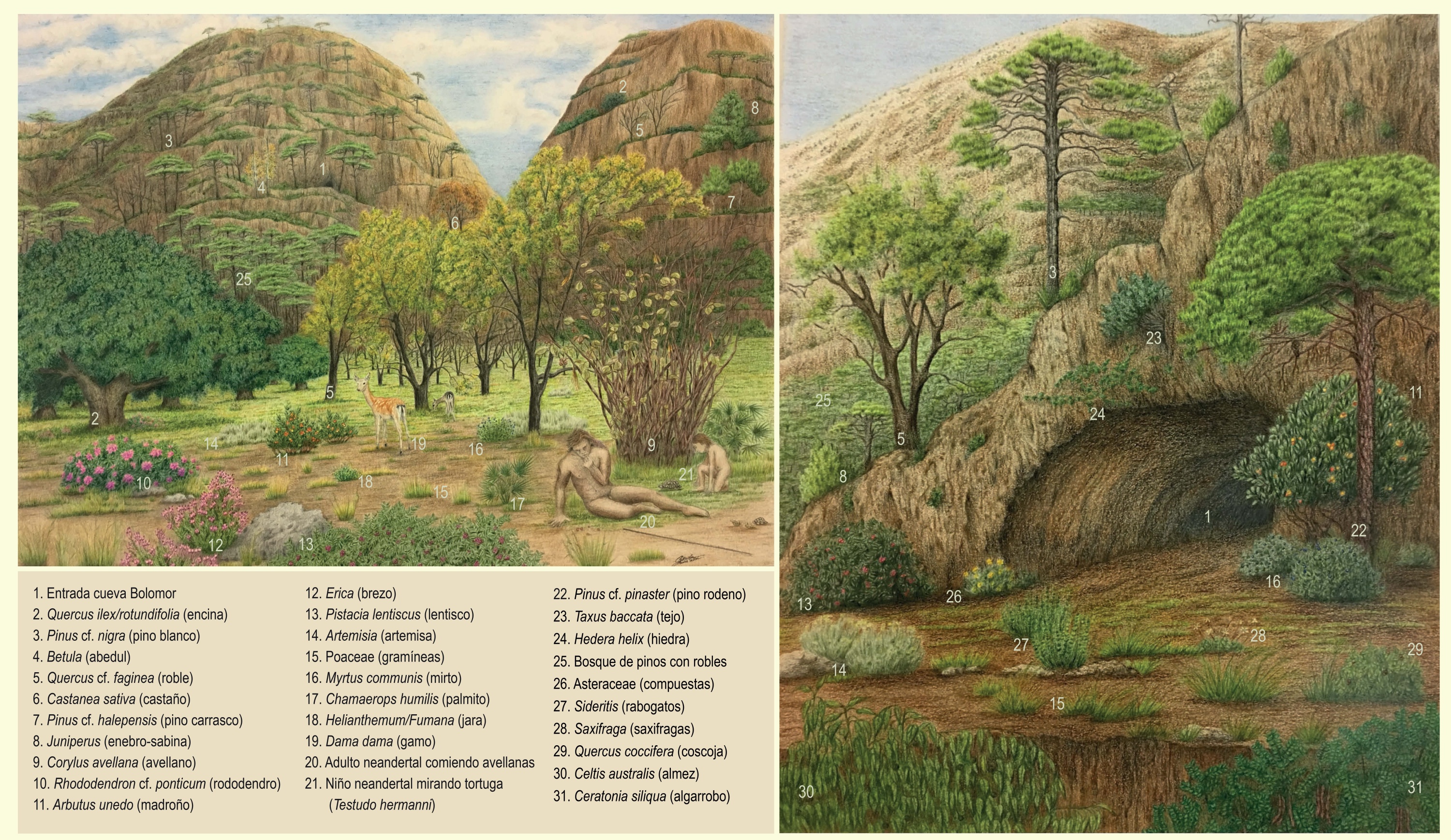 Reconstrucción artística del paisaje vegetal de la Cueva de Bolomor (Valencia)