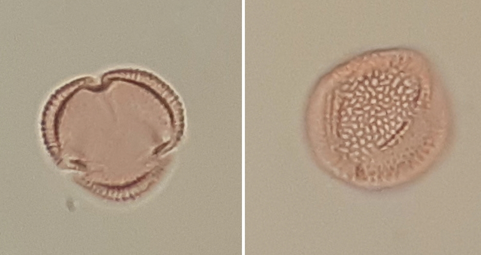 Grano de polen fósil de Maytenus senegalensis (arto o espino cambrón),