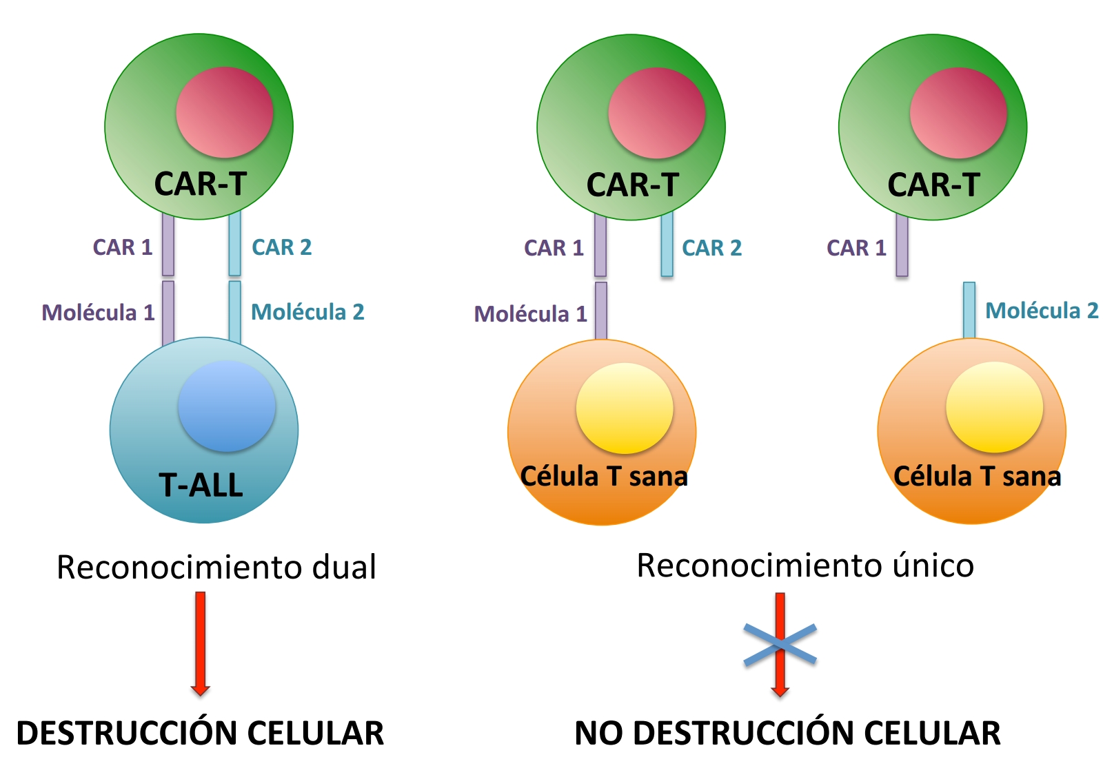 Figura 2